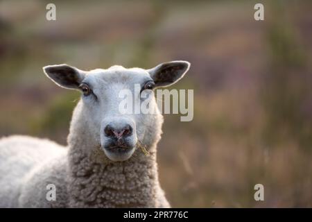 Schafe grasen bei Sonnenuntergang auf einer Heidenwiese im Rebild-Nationalpark, Dänemark. Ein wolliges Schaf läuft und isst Gras auf einem blühenden Feld oder einem Weideland. Freiland-Hammelfarm Stockfoto