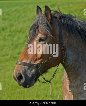 Ein wunderschönes, braunes, majestätisches Pferd, das tagsüber auf einem üppigen Feld herumläuft. Nahaufnahme einer erwachsenen Stute, die auf einem grünen Wiesenfeld auf einem Zuchtbetrieb steht, mit einem Gurtzeug an sein Gesicht gebunden. Stockfoto