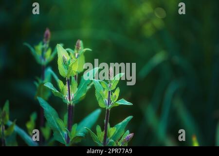 Nahaufnahme des Purple Wood Sage, der in einem Garten mit Kopierraum wächst. Zoomen Sie auf die Strukturen und Muster einer Wildpflanze, die auf grünen Stämmen in einem Wald oder Park wächst. Kräuter mit lebhaften Blättern, die sich anhäufen Stockfoto