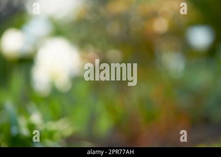 Verwischen Sie weiße Blumen, die im Freien in einem grünen Garten wachsen. Nahaufnahme unscharfer Gänseblümchen auf einem offenen Feld in der Natur. Vergrößern Sie Form und Muster von Farben, verschwommenen Hintergrund mit Copyspace und Bokeh Stockfoto