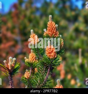 Scotch Pine Pinus sylvestris männliche Pollen auf einem Baum, der in einem immergrünen Nadelwald in Dänemark wächst. Blumen, die auf einem Kiefernbaum wachsen. Nahaufnahme von Nadeln und Knospen an einem Zweig der Natur Stockfoto