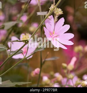 Malva moschata Moschata Moschusblüten wachsen in einem Garten oder Feld im Freien. Vergrößerung der wunderschönen blühenden Pflanzen mit rosa Blütenblättern, die an einem sonnigen Tag im Frühling blühen und in der Natur blühen Stockfoto