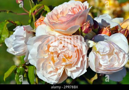 Hellrosa Rosen in voller Blüte Stockfoto