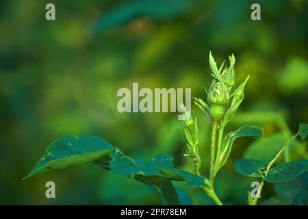 Eine Gruppe von Rosenknospen auf einem grünen Stiel, bevor sie im Garten und Garten zu Hause blühen und blühen. Nahaufnahme von zarten Blumen, die in einem wilden Busch wachsen, mit Bokeh-Hintergrund und Kopierraum Stockfoto