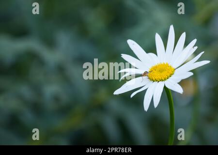 Eine Biene auf einer Gänseblümchen oder Marguerite draußen in einem Garten an einem Sommertag oder Frühling. Honigbiene, die von Blüten oder Blütenköpfen mit üppigem Grün oder Natur isoliert Nektar bestäubt oder sammelt. Stockfoto