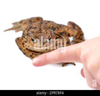 Gewöhnliche echte Kröte mit braunem Körper und schwarzen Punktmarkierungen auf trockener rauer Haut, wobei eine Person mit dem Finger auf einen weißen Hintergrund zeigt. Frosch der Bufonidae-Arten, bereit, herumzuhüpfen und zu krepieren. Stockfoto