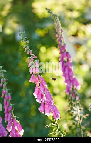 Befruchtende Hummelbiene, die in einem Garten in Richtung Fuchshandschuhblüten fliegt. Blühende Digitalis purpurea in voller Blüte auf einem Feld im Sommer oder Frühling. Wunderschöne violette Pflanze mit grünem Stiel in der Natur Stockfoto