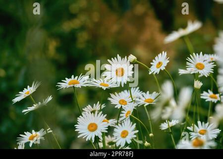 Blumenbeet mit weißen Gänseblümchen oder Margueritenblume, die im Sommer oder Frühling auf einem Feld oder Garten wächst. Nahaufnahme der wunderschönen weißen Blütenkopfblüte oder der Blüte im Busch im Freien in der Natur Stockfoto