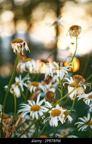 Blick auf eine blühende, lange Gänseblümchen mit Ostern. Blüten und weiße, lila Blüten mit Dampf und gelber Mitte in Blüte und Spätfrühling erstaunliches Grünfeld an einem hellen sonnigen, hellen Tag. Stockfoto