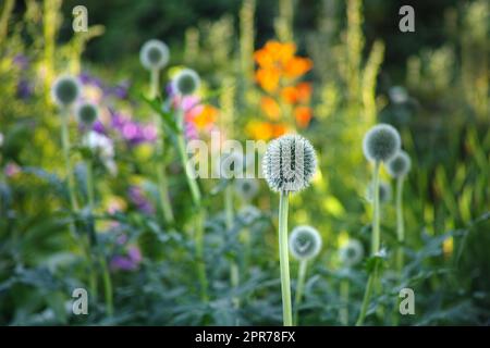 Nahtaufnahme von Löwenzahn, die auf einem Feld mit üppigem Gras und Laub wachsen. Eine Landschaft in einer Waldwildnis mit Blumen, die im Frühling auf unkultiviertem und abgeschiedenem Land auf einer Wiese blühen Stockfoto