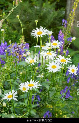 Nahaufnahme einer weißen Gänseblümchen, die im Sommer in einem Garten wächst, mit verschwommenem Hintergrund, Tapete. Im Frühling blühende Margueritenpflanzen im botanischen Garten. Wilde Blumen blühen im Garten Stockfoto