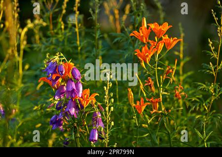 Farbenfroher Blumenwald an einem frischen, wunderschönen Morgen, viele Blumen Bäume wachsen auf einem Feld. Ruhige, friedliche Natur in Harmonie mit Zen und beruhigender Atmosphäre. Ruhiger, ruhiger Wald oder Garten Stockfoto