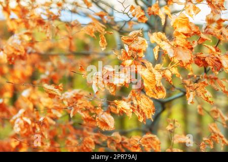 Nahaufnahme der herbstlichen orangefarbenen Buchenblätter mit Bokeh-Hintergrund in einem abgelegenen Wald oder auf dem Land Norwegens. Wälder mit trockener, strukturierter Blattstruktur in einer ruhigen, abgeschiedenen Wiese oder Natur Stockfoto