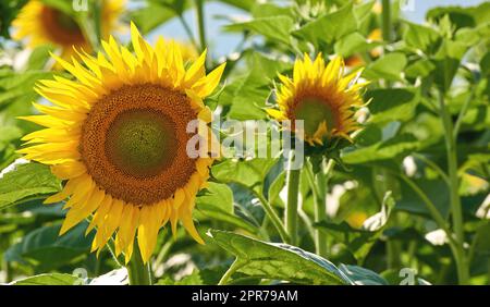 Sonnenblumen wachsen im Garten vor einem verschwommenen Naturhintergrund im Sommer. Gelb blühende Pflanzen beginnen im Frühling auf einem grünen Feld zu blühen. An einem sonnigen Tag blüht auf einer Wiese eine leuchtende Flora Stockfoto