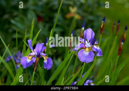 Nahaufnahme der blauen Iris sibirica, die auf grünen Stämmen oder Stielen vor dem Bokeh-Hintergrund im Heimgarten wächst. Zwei lebendige Staudenblumen blühen und blühen im Garten oder auf abgelegenen Wiesen Stockfoto