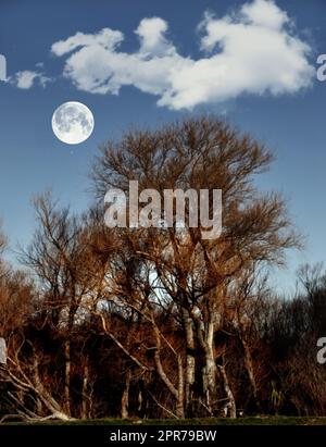 Malerischer Blick auf einen Vollmond über einem magischen Wald mit patentierten Bäumen am Abend mit Kopierraum. Hohe Bäume wachsen in einer mystischen natürlichen Umgebung vor einem wolkigen blauen Nachthimmel von unten Stockfoto