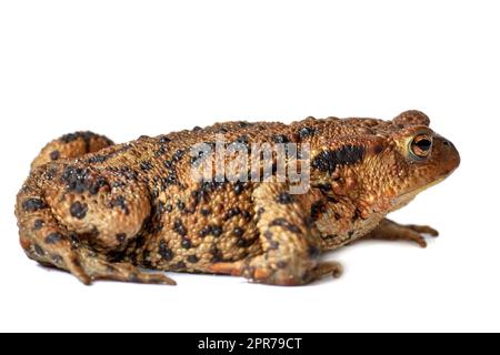 Gewöhnliche echte Kröte oder Frosch mit braunem Körper und schwarzen Punktmarkierungen auf trockener rauer Haut, isoliert auf weißem Hintergrund mit Kopierraum. Amphibien der Bufonidae-Arten, bereit, herumzuhüpfen und zu kratzen Stockfoto