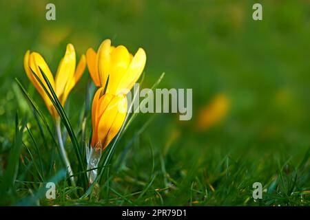 Nahaufnahme einer Krokusblume, die im Frühling im Freien auf üppigem, grünem Gras wächst. Niedrig wachsender gelber Blumenkopf, der im Garten blüht oder blüht. Wunderschöne wilde Flora oder Pflanze im Frühling Stockfoto