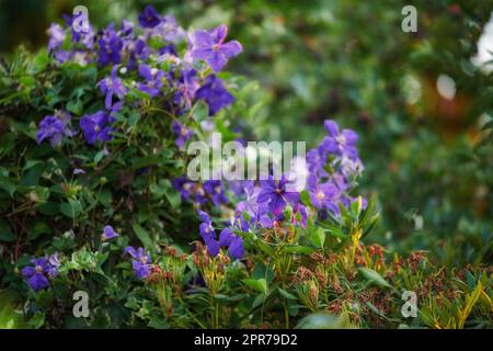 Lila Clematis Blumen wachsen in einem Garten mit Kopierraum. Ein Haufen Blüten in einem üppig grünen Park. Viele wunderschöne, dekorative italienische Lederblumenpflanzen für die Gartenanlage Stockfoto