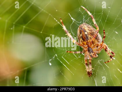 Nahaufnahme einer Spinne in einem Netz vor unscharfem Blatthintergrund. Eine achtbeinige Walnuss-Rundweber-Spinne, die Spinnennetze in der Natur herstellt, umgeben von grünen Bäumen. Exemplar der Art Nuctenea umbratica Stockfoto