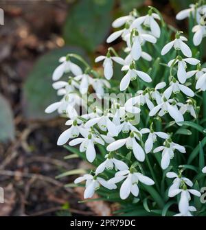 Galanthus woronowii wächst in ihrem natürlichen Lebensraum in einem dichten Wald. Im Sommer oder Frühling schneebedeckt der Wald mit weißen Schwärmern. Pflanzenarten, die in einem üppigen Ökosystem außerhalb der Natur gedeihen Stockfoto