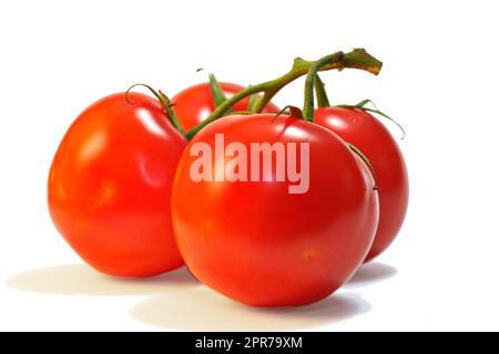 Ein Haufen reifer und frisch gepflückter, hellroter Tomaten auf dem Stiel, isoliert im Studio auf weißem Hintergrund. Nahrhafte und gesunde Produkte direkt vom Bauernhof, ideal für jede vegane oder vegetarische Ernährung Stockfoto