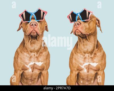 Zwei braune Hunde und eine Sonnenbrille mit amerikanischem Flaggenmuster. Fotocollage. Reisevorbereitung und -Planung. Nahaufnahme. Studioaufnahme. Pflegekonzept, Slg Stockfoto