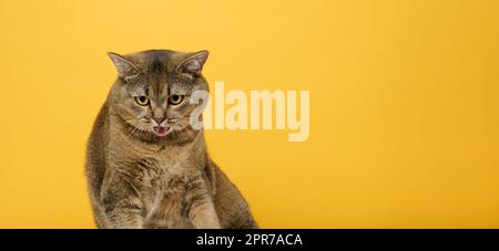 Erwachsene graue Katze schottisch gerade auf gelbem Hintergrund. Zunge raus, lustiges Gesicht Stockfoto