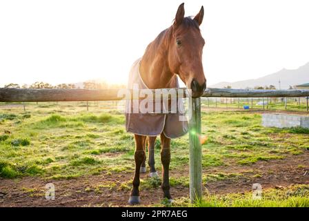 Können Sie näher kommen bitte. Ganzkörperaufnahme eines Pferdes, das auf einer geschlossenen Weide auf einem Bauernhof steht. Stockfoto