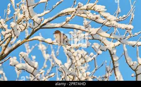 Amsel in einem Baum mit Schnee. Ein Foto von einer Amsel im Winter am Baum. Stockfoto