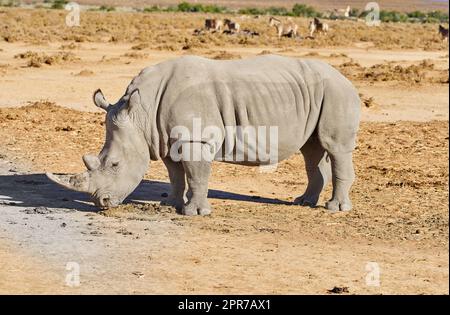 Ein Nashorn, das auf einem trockenen Brownfield grast, auf einer Safari in Südafrika. Grosses Tier steht und füttert in einem Wildnis-Lebensraum mit Karies verschiedene Säugetierarten im Hintergrund der Natur Stockfoto