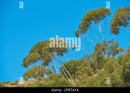 Natürliche Umgebung mit Bäumen und Pflanzen, an einem hellen sonnigen Tag im Sommer mit blauem Himmel. Ruhiger, ruhiger und entspannter Außenbereich ohne Menschen. Wunderschöne Berghänge in Südafrika Stockfoto