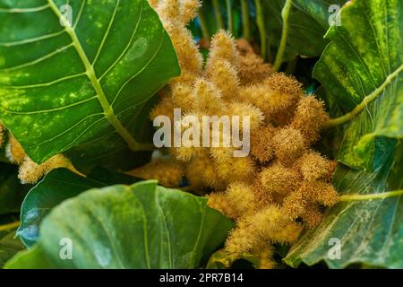 Goldener Kastanienbaum mit Spiny Fruit, Chinquapin Pflanze. An sonnigen Tagen wachsen an einem abgelegenen Ort in der Natur lebhafte Blätter und Palmenfrüchte. Nahaufnahme von seltsamen Nüssen zwischen Blättern in einem Wald Stockfoto