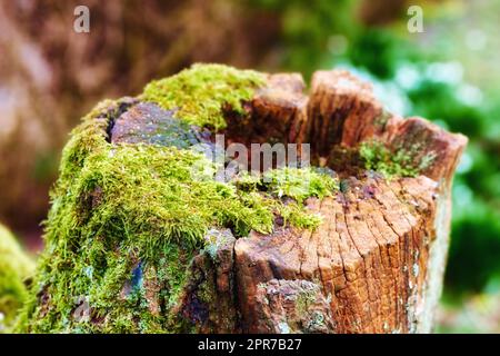 Die Nahaufnahme eines alten, moosigen Eichenstammes in einem abgeschiedenen Wald. Gehackter Baumstumpf, was auf Entwaldung und BaumFällen hindeutet. Makrodetails von Holz und Rinde in der Wildnis für einen Naturhintergrund Stockfoto