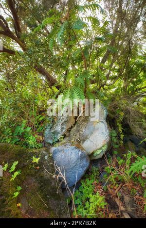 Grüne und farbenfrohe Waldbäume und Sträucher, die auf einem felsigen Berg wachsen. Landschaft mit leuchtenden, hellen Pflanzen im Freien an einem sonnigen Tag. Wilde Natur auf den Kanarischen Inseln La Palma Spanien im Sommer Stockfoto