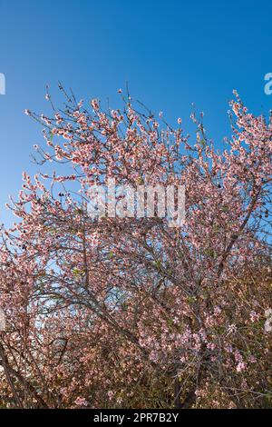 Mandelbaum mit rosafarbenen Blumen, die in einem Garten vor einem klaren blauen Hintergrund in La Palma, Kanarische Inseln, Spanien wachsen. Wunderschöne und lebendige Blüten blühen an einem sonnigen Frühlingstag in der Natur Stockfoto