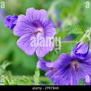 Lila Cranesbill Geranium Blumen wachsen in einem botanischen Garten an einem sonnigen Tag draußen. Nahaufnahme wunderschöner Pflanzen mit leuchtenden violetten Blütenblättern Stockfoto