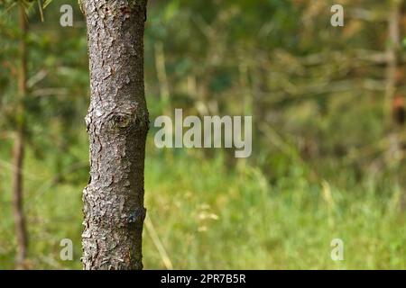 Nahaufnahme einer Kiefer mit einem verschwommenen Hintergrund aus Gras und Ästen in der Natur. Kopieren Sie den Rindenabstand auf den Stamm im Detail und zeigen Sie eine unregelmäßige raue Textur. Wachstum und Pflanzenleben im Wald. Stockfoto