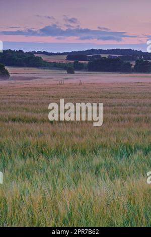 Malerische Landschaft mit wolkenlosem Hintergrund bei Sonnenaufgang an einem nebligen Morgen. Ruhige Landschaft der Natur mit blühenden Bäumen und Pflanzen. Offene Flächen, die angebaut und geerntet werden sollen Stockfoto