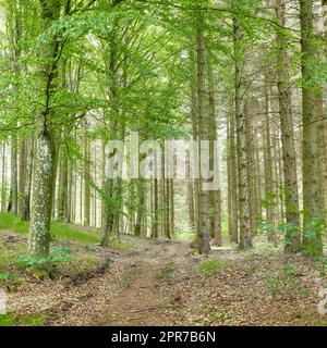 Wilde Birken wachsen in einem Wald mit grünen Pflanzen und Sträuchern. Malerische Landschaft mit hohen Holzstämmen mit üppigen Blättern in der Natur im Frühling. Friedliche Landschaft und magische Ausblicke im Park oder Wald Stockfoto