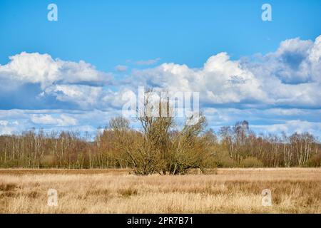 Landschaftlich reizvolle Landschaft mit grünen Pflanzen, Blättern und Gras, die im Herbst wachsen. Ein einzelner hoher Baum, der auf einem offenen Feld wächst, mit einem üppigen und blühenden Wald im Hintergrund mit wolkenlosem blauem Himmel. Stockfoto