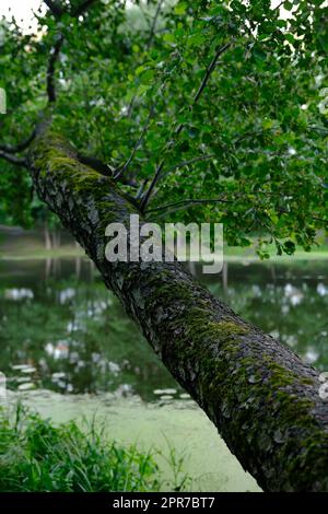 Schließen Sie die alte Rinde an einem großen Baum mit Ast und Blatt Stockfoto