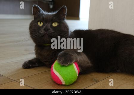 Die britische Shorthair-Katze schaut sich ihren bunten Ball an Stockfoto