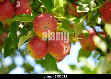 Reife rote Äpfel auf einem Baum mit grünen Blättern von unten. Biologischer und gesunder Obstanbau auf einem Obstbaumzweig auf einem nachhaltigen Bauernhof im Sommer. Gruppe frischer, erntreifer saisonaler Erzeugnisse Stockfoto