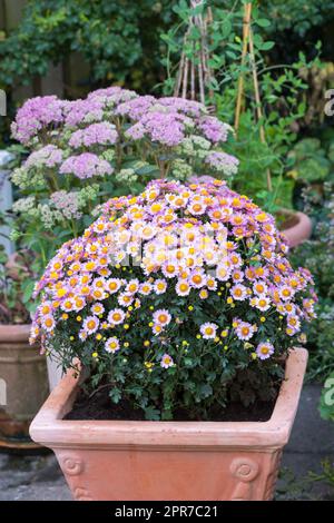 Rosa Gänseblümchen wachsen im Sommer in einem Garten im Garten. Mehrjährige Blütenpflanzen aus Marguerite, ausgestellt in Behältern im Freien. Ein Busch wunderschöner, weißer Blumen, die in einem Garten blühen und sprießen Stockfoto