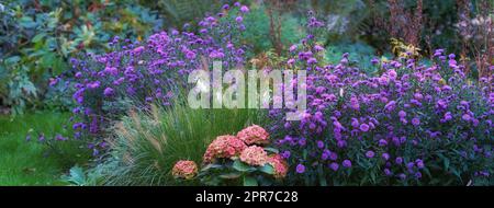 Landschaft der im Sommer im botanischen Garten wachsenden Asterblumen. Blühende Pflanzen blühen im Frühling in ihrer natürlichen Umgebung. Hübsche lila Blüten blühen in einem Naturschutzgebiet oder Park Stockfoto