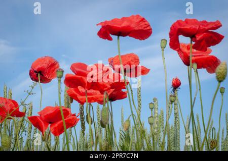 Mohn (papaver rhoeas) in einem Getreidefeld. Stockfoto