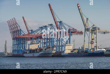 Containerterminal Tollerort, Kräne, Elbe, Hamburg Stockfoto