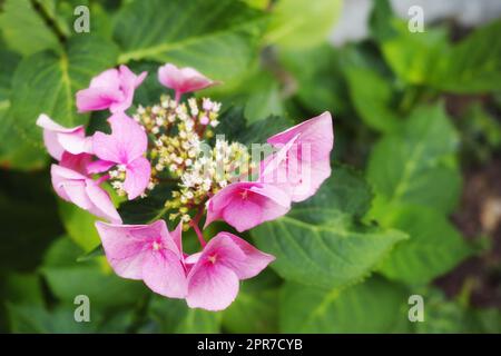 Nahaufnahme von frischer Musk-Mallow-Blume in einem Garten. Makrodetails eines Bündels schöner rosafarbener Blütenblätter, die während der Frühlingssaison in einem ruhigen, unkultivierten ökologischen Wald oder Hinterhof wachsen. Stockfoto