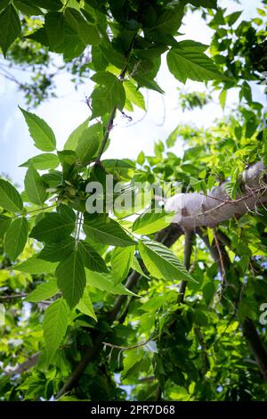 Die unteren Blätter und Blumen des Ahornbaums. Vertikaler natürlicher Blick von unten auf den Ahornbaum mit grünem, hellem Laub am Himmel. Stockfoto